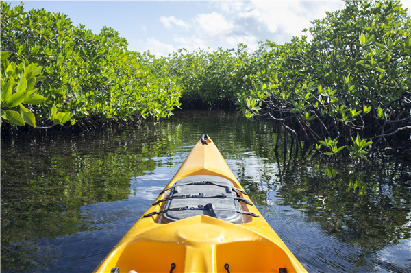 Mangrove kayak.jpg